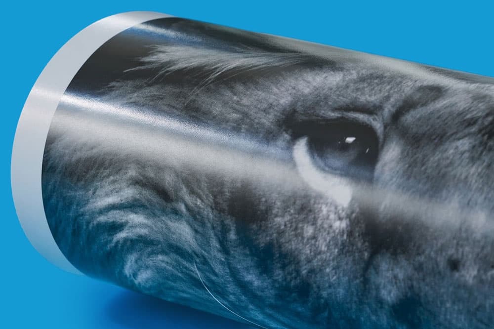 Close-up of a rolled poster featuring a black and white image of a lion's face on blue background.