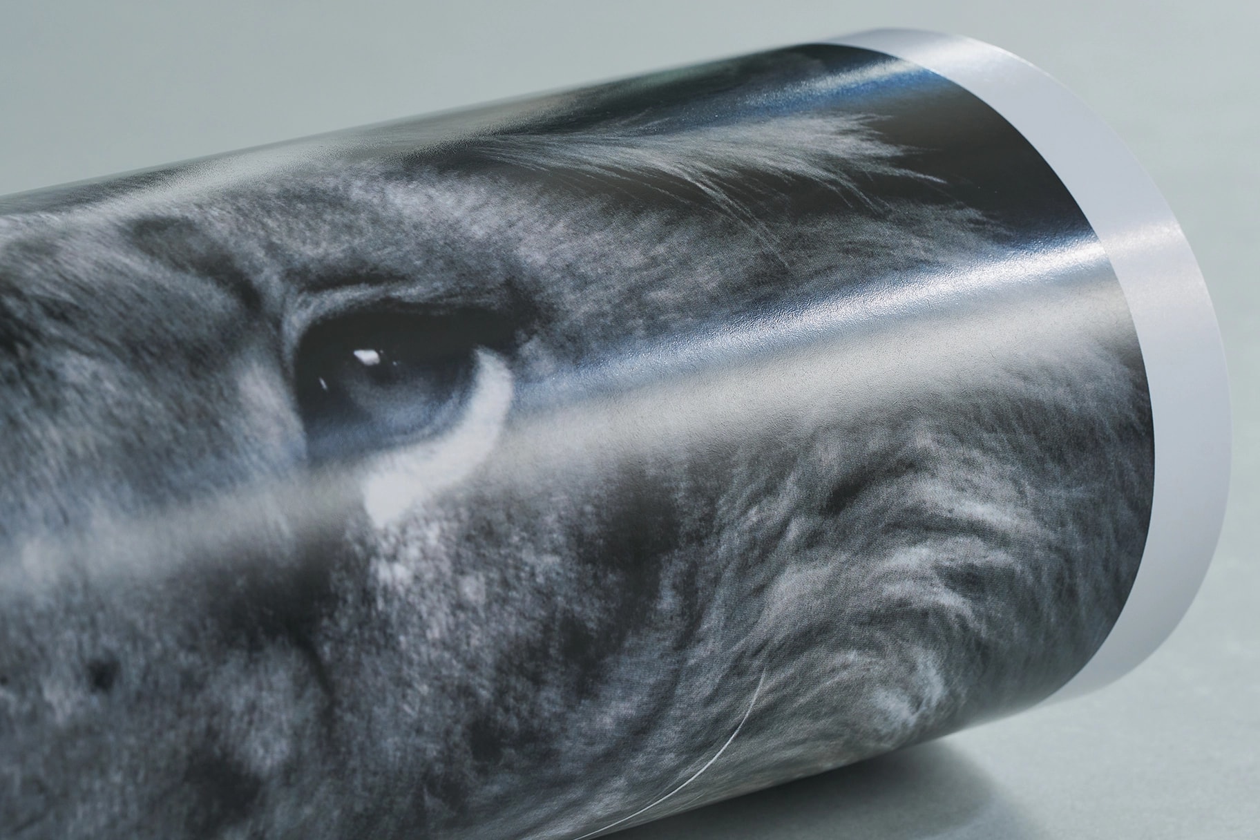 Close-up of a rolled-up black and white lion photo.